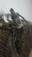 Tithoes frontalis