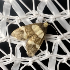 Thallarcha phalarota