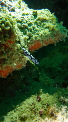 Phyllidiella pustulosa