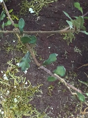 Pittosporum turneri