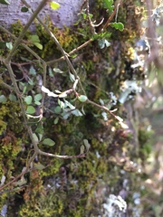 Pittosporum turneri