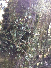 Pittosporum turneri