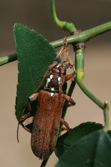 Strongylurus thoracicus