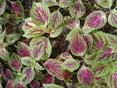 Coleus scutellarioides