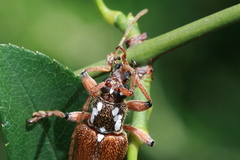 Strongylurus thoracicus