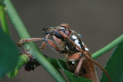 Strongylurus thoracicus