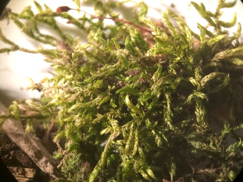 Brachythecium erythrorrhizon, 2020-05-10