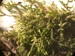 Brachythecium erythrorrhizon