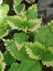 Coleus scutellarioides
