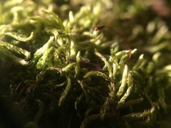 Brachythecium erythrorrhizon