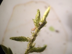 Brachythecium erythrorrhizon