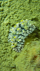 Phyllidia elegans
