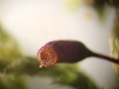 Brachythecium erythrorrhizon