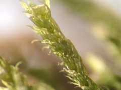 Brachythecium erythrorrhizon