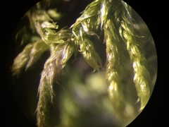 Brachythecium erythrorrhizon