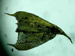 Brachythecium erythrorrhizon