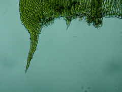 Brachythecium erythrorrhizon