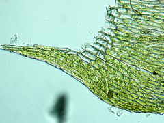 Brachythecium erythrorrhizon