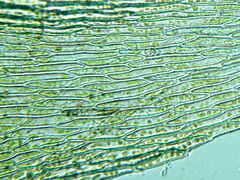 Brachythecium erythrorrhizon