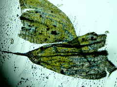 Brachythecium erythrorrhizon