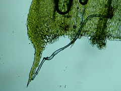 Brachythecium erythrorrhizon