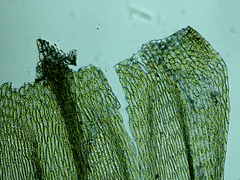 Brachythecium erythrorrhizon