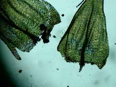 Brachythecium erythrorrhizon