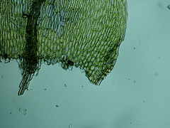 Brachythecium erythrorrhizon