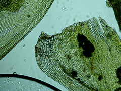 Brachythecium erythrorrhizon