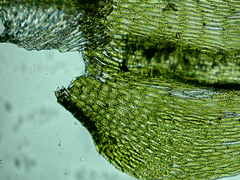 Brachythecium erythrorrhizon