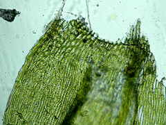 Brachythecium erythrorrhizon