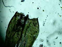 Brachythecium erythrorrhizon