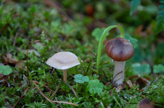 Lentinellus omphalodes