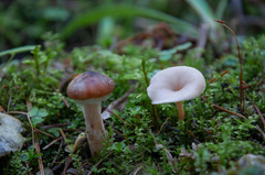 Lentinellus omphalodes