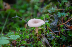 Lentinellus omphalodes