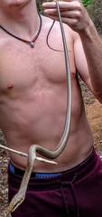 Psammophis biseriatus