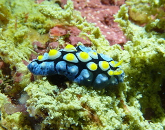 Phyllidia picta