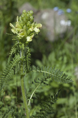 Pedicularis sibthorpii
