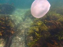 Discomedusae