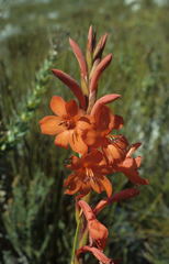 Watsonia zeyheri