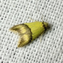 Hemibela