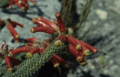 Erica massonii