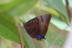 Arhopala madytus