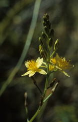 Bulbine alooides