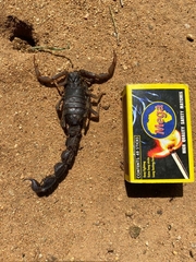 Parabuthus transvaalicus