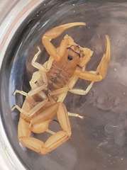 Uroplectes planimanus