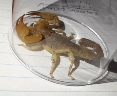 Opistophthalmus