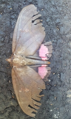 Phyllodes imperialis
