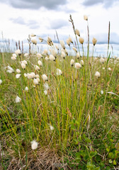 Eriophorum brachyantherum