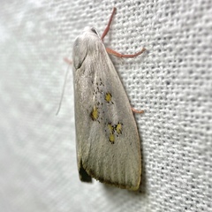 Brachybelistis neomorpha